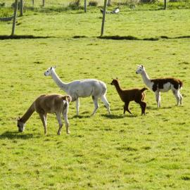 Telford farm view 7