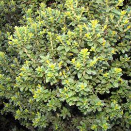 Olearia Lochiel 2