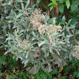 Olearia phlogopappa 2