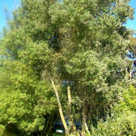 Olearia traversiorum 1