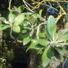 Olearia traversiorum 2