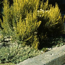 Ozothamnus leptophyllus 1