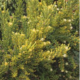 Ozothamnus leptophyllus 2