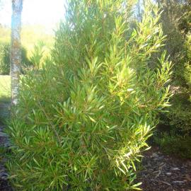 Persoonia toru