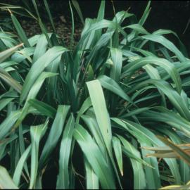 Phormium cookianum Greenfingers