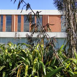 Phormium cookianum