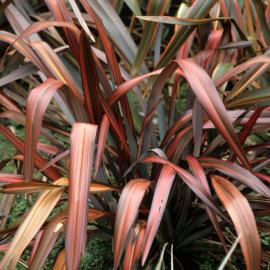 Phormium Dazzler