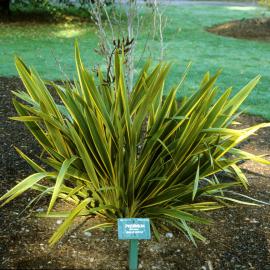 Phormium tenax  Gold Spike