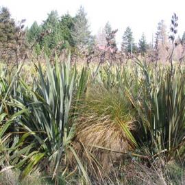 Phormium tenax Hanmer