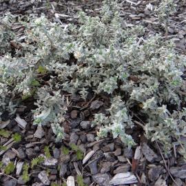 Pimelea Quicksilver & Geranium microphyllum Discolor