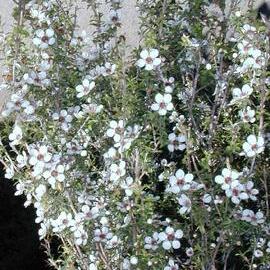 Leptospermum scoparium 1