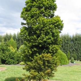 Agathis australis 1