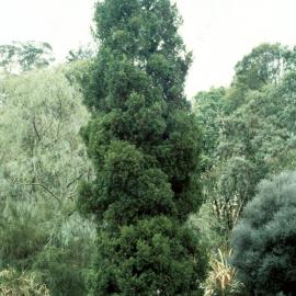 Libocedrus bidwillii 2