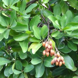 Corynocarpus laevigatus 2