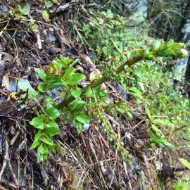 Coriaria sarmentosa