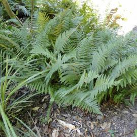 Dryopteris filix-mas 1
