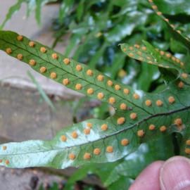 Phymatosorus diversifolius 1