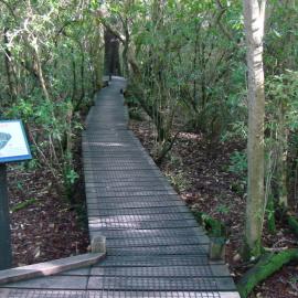 Board walk Riccarton Bush
