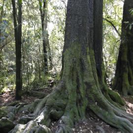 Dacrycarpus dacrydioides Kahikatea  Riccarton Bush 8