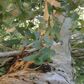Eucalyptus  globulus 1857 Riccarton Bush 4