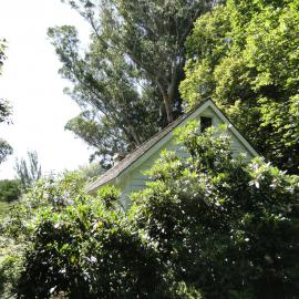 Eucalyptus  globulus 1857 Riccarton Bush 8