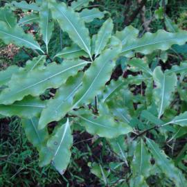 Pittosporum eugenioides - Tarata - Riccarton Bush 1