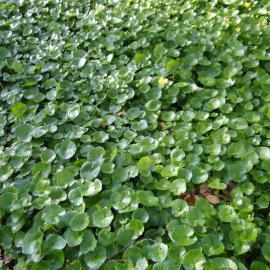 Ranunculus ficaria Riccarton Bush on Avon River Bank 2