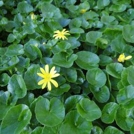 Ranunculus ficaria Riccarton Bush on Avon River Bank 4