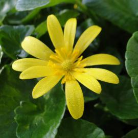 Ranunculus ficaria Riccarton Bush on Avon River Bank 5