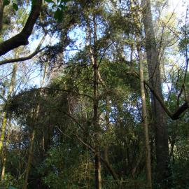 Regeneration at Riccarton Bush