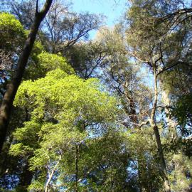 Riccarton Bush Canopy Kahikatea and Tarata