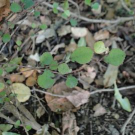 Streblus heterophyllus Riccarton Bush - Milk tree - Turepo 1