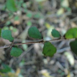 Streblus heterophyllus Riccarton Bush - Milk tree - Turepo 2