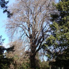 Tilia petiolaris Riccarton Bush