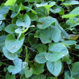 Viola odorata Riccarton Bush 1