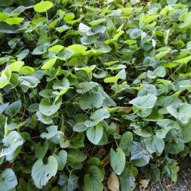Viola odorata Riccarton Bush 2