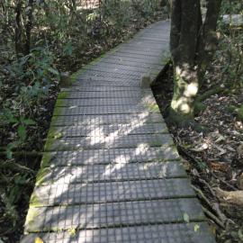 Walkway at Riccarton Bush 1