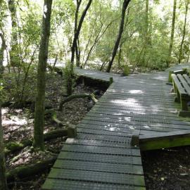 Walkway at Riccarton Bush 2