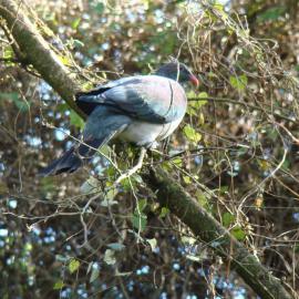 Wood Pidgeon and Muehlenbeckia australis Riccarton Bush