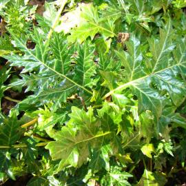 Acanthus spinosus 2