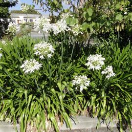 Agapanthus africanus Alba