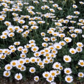Anthemis cupaniana