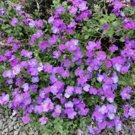 Aubrieta deltoidea