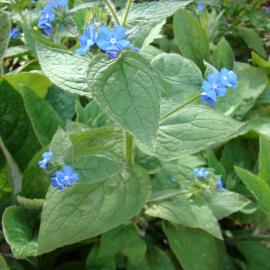 Brunnera macrophylla 2