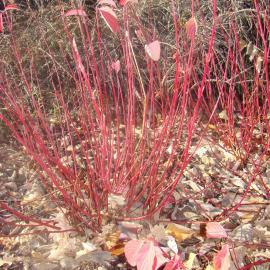 Cornus alba Sibirica 1