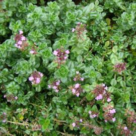 Thymus vulgaris 3