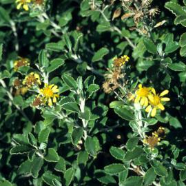 Brachyglottis monroi