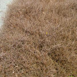 Coprosma acerosa Red Rock 2