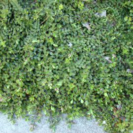 Hebe decumbens