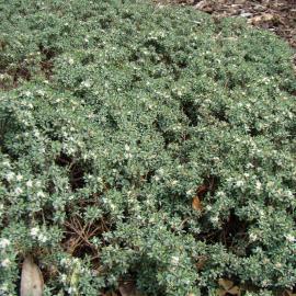 Pimelea prostrata Quick Silver 2